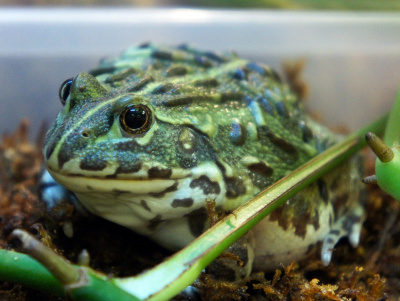 Лягушка водонос (Pyxicephalus)